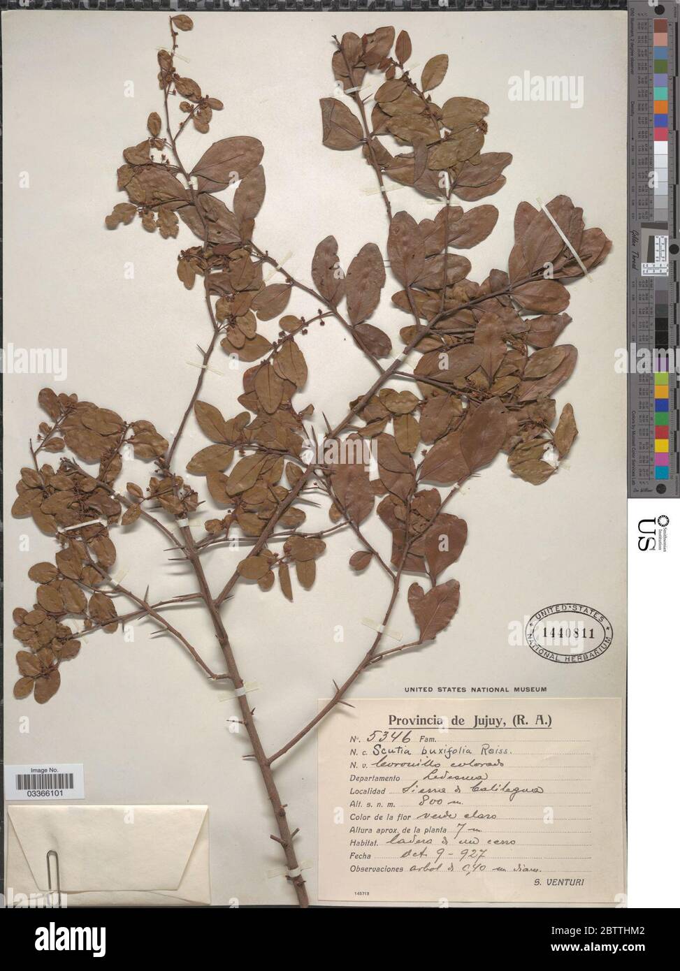 Scutia buxifolia Reissek. Stock Photo