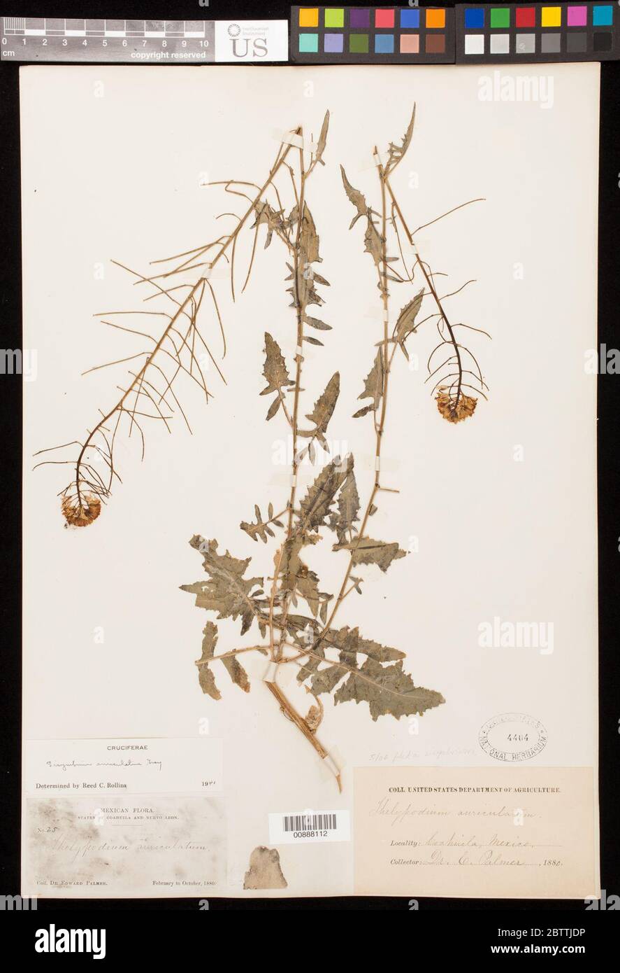 Sisymbrium auriculatum A Gray. Stock Photo
