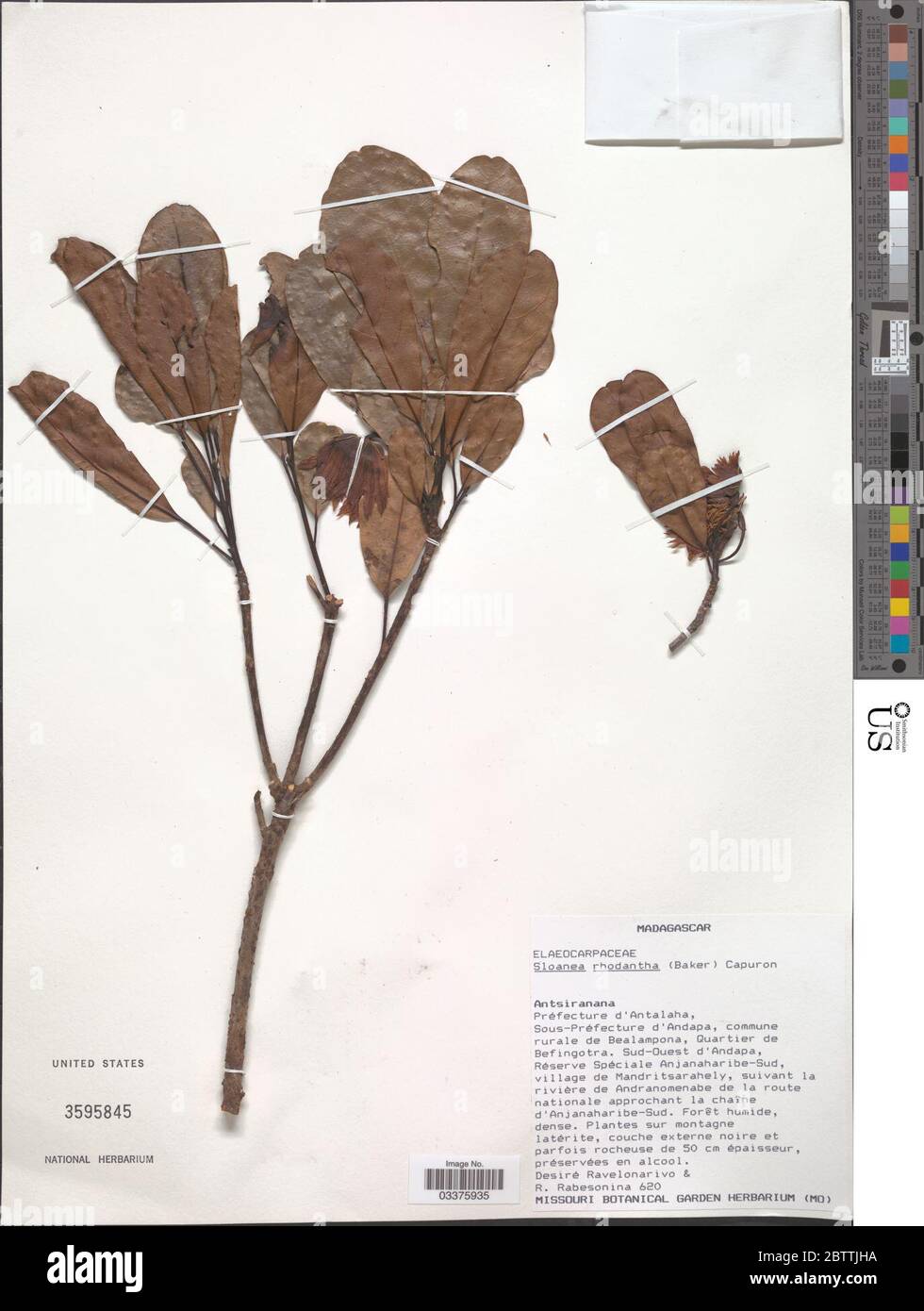Sloanea rhodantha. Stock Photo