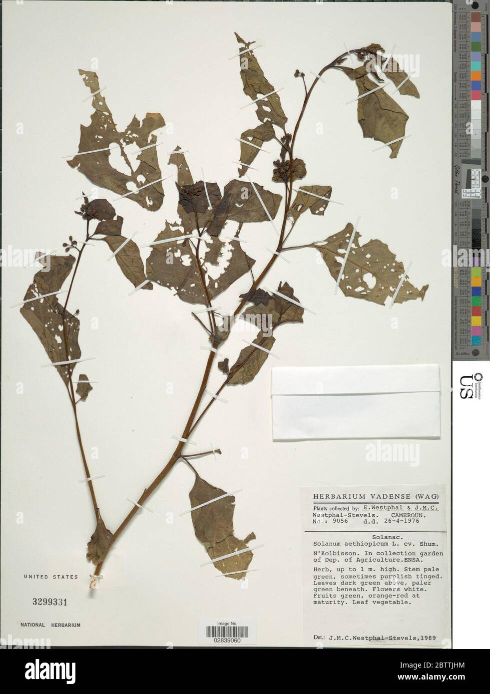 Solanum aethiopicum L. Stock Photo