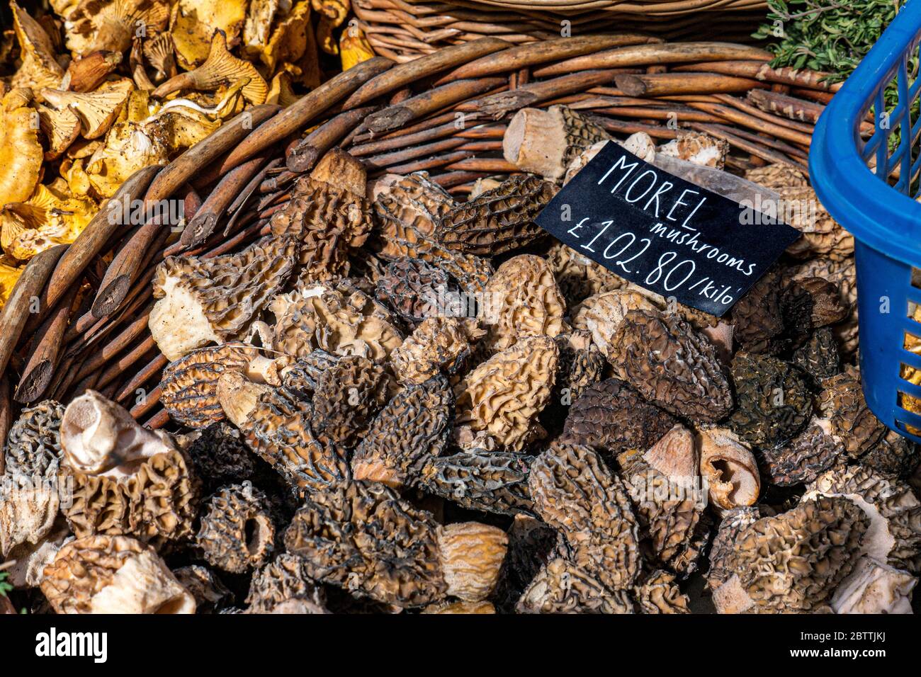 MOREL MUSHROOMS BOROUGH MARKET DISPLAY  Luxury rare expensive fresh Morel mushrooms with price label £102.80 pr Kilo at Borough Market farmers market Southwark London UK Morchella, the true morels, is a genus of edible sac fungi closely related to anatomically simpler cup fungi in the order Pezizales (division Ascomycota). These distinctive fungi have a honeycomb appearance due to the network of ridges with pits composing their caps. Morels are much prized by gourmet cooks, particularly in haut cuisine Stock Photo