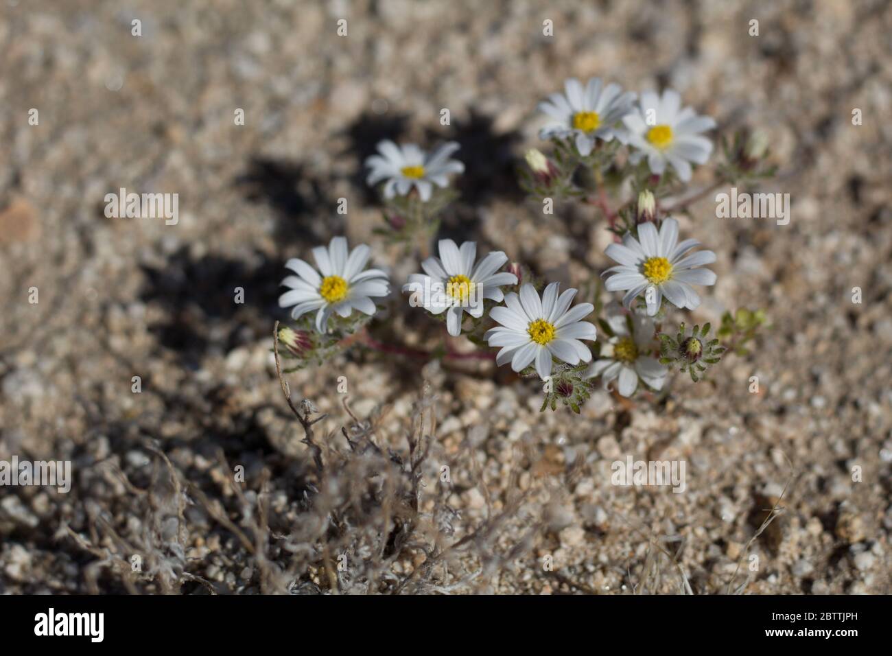 Little Desert Star, Monoptilon Bellidiforme, Asteraceae, native annual plant in the fringes of Twentynine Palms, Southern Mojave Desert, Springtime. Stock Photo