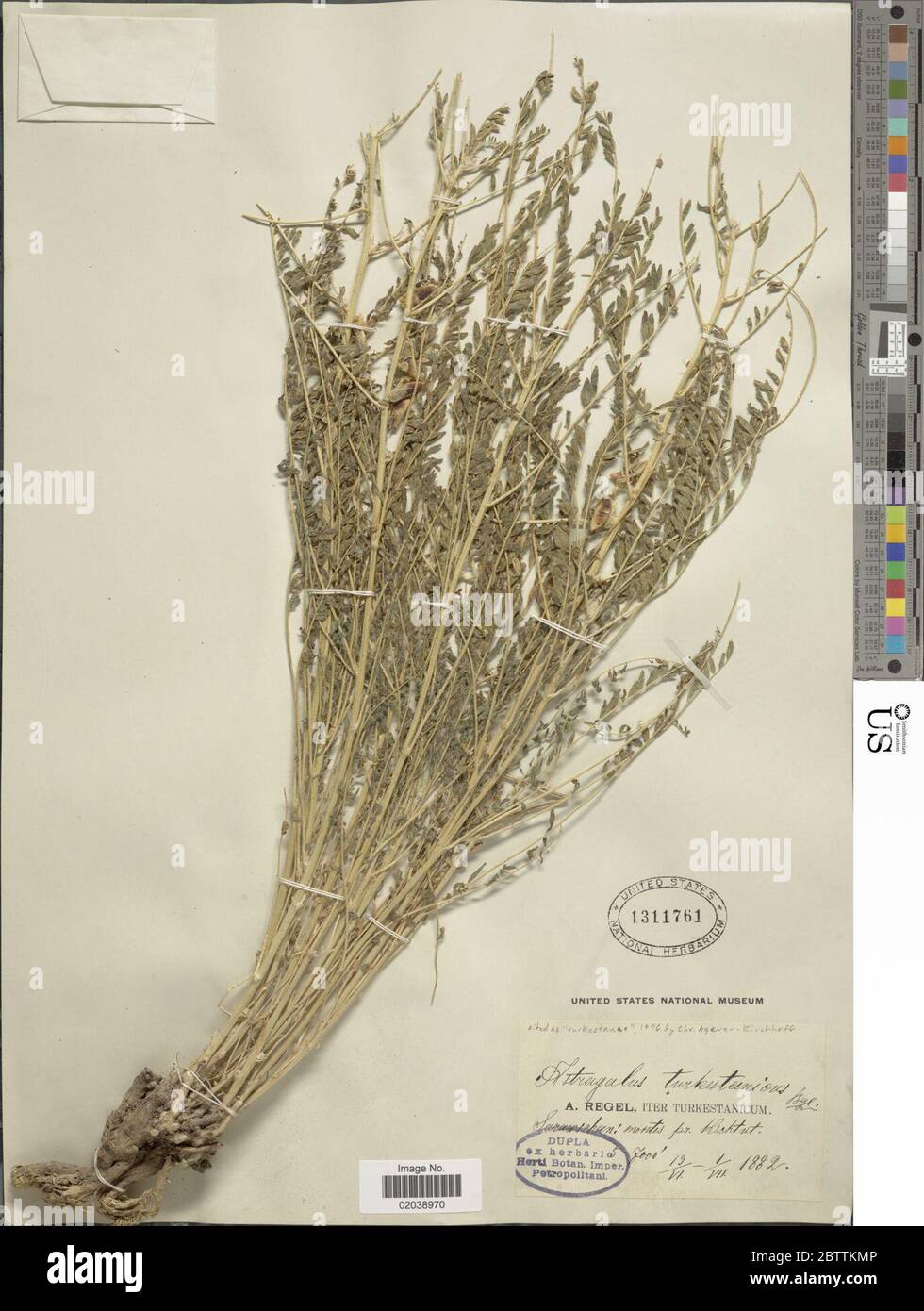 Astragalus turkestanus Bunge Boiss. 28 Dec 20171 Stock Photo
