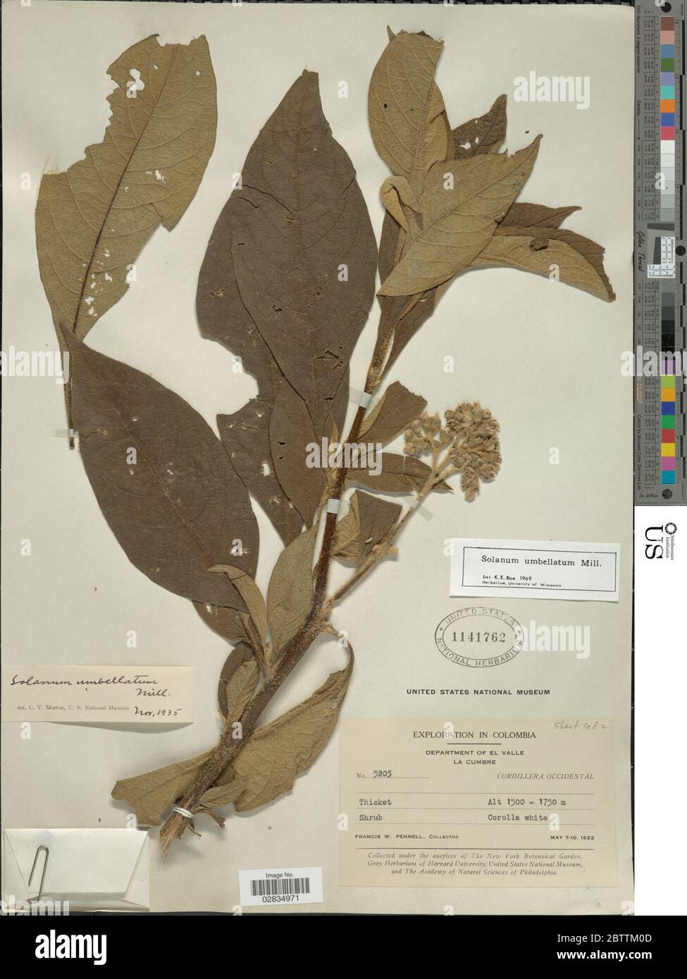 Solanum umbellatum Mill. Stock Photo