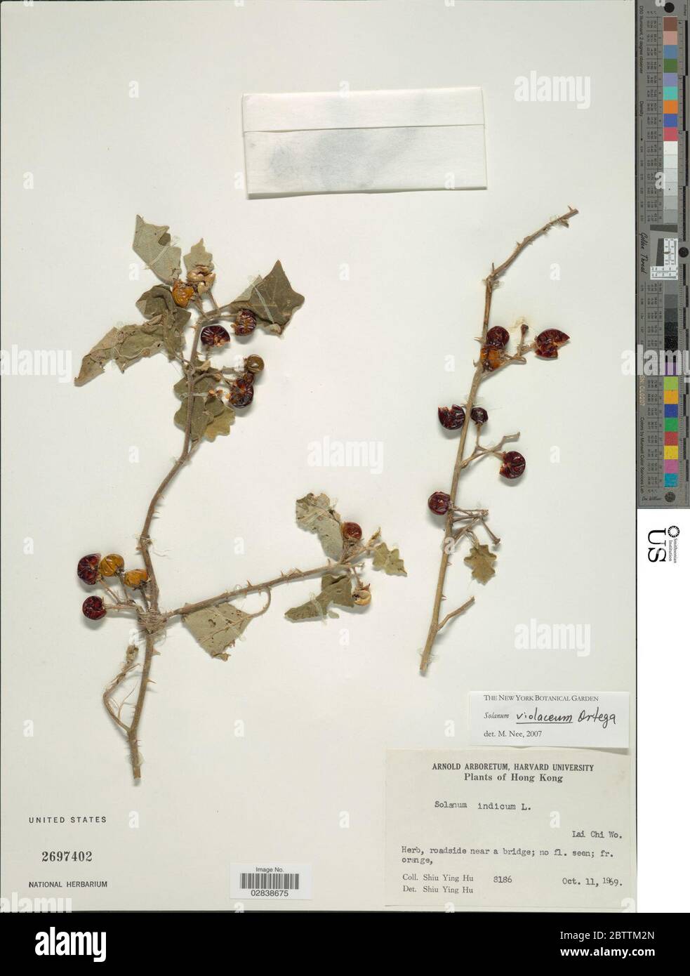 Solanum violaceum Ortega. Stock Photo
