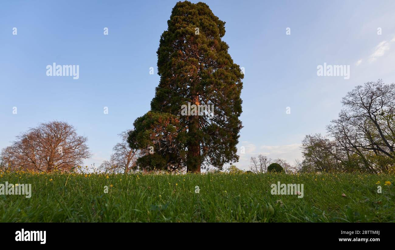 Large mountain tree (Sequoiadendron giganteum) glows orange in the early morning light. Deep perspective, wide angleStuttgart, Germany Stock Photo