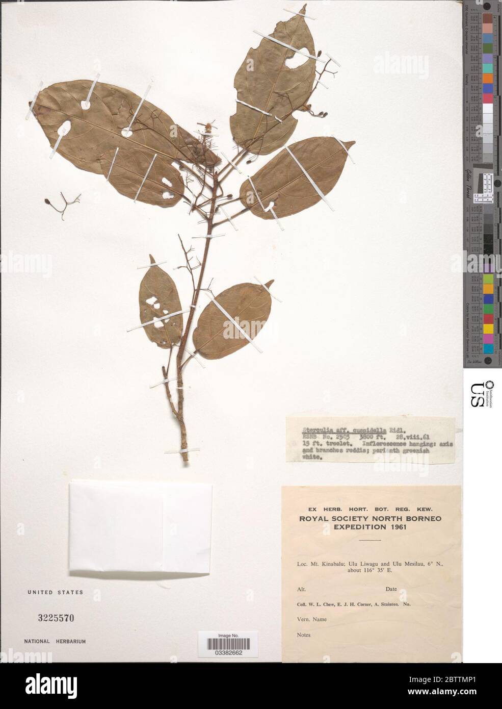 Sterculia cuspidella Ridl. Stock Photo