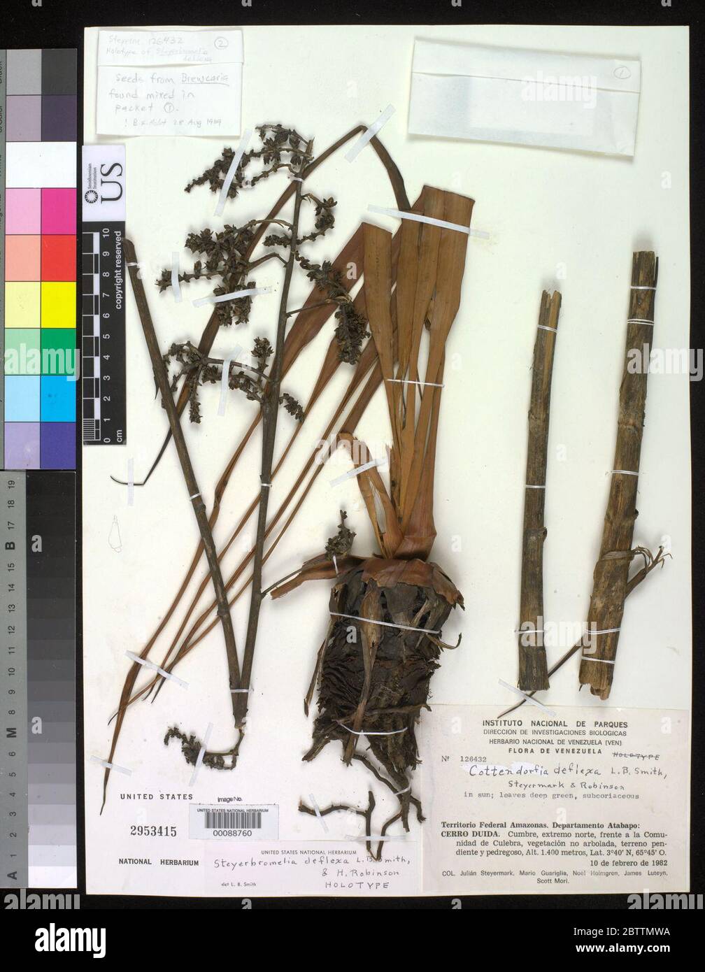 Steyerbromelia deflexa LB Sm H Rob Stock Photo Alamy