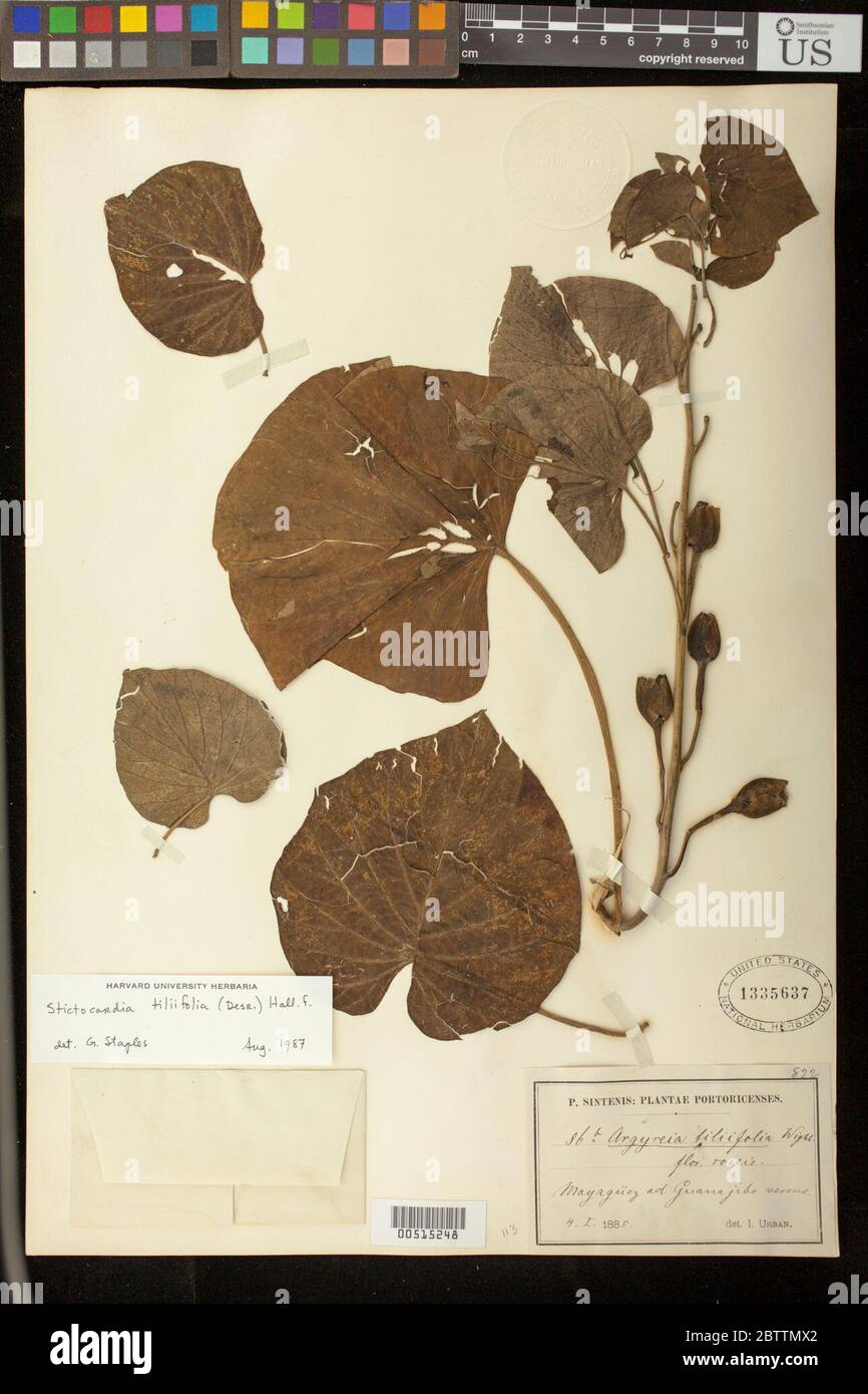 Stictocardia tiliifolia Desr Hallier f. Stock Photo