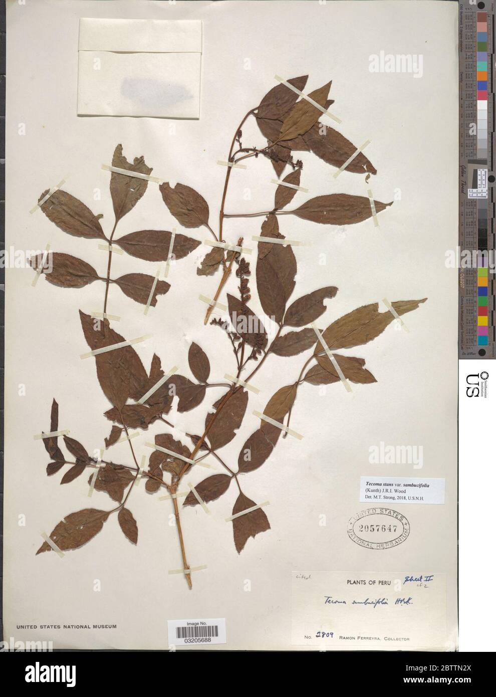 Tecoma stans var sambucifolia Kunth JRI Wood. Stock Photo