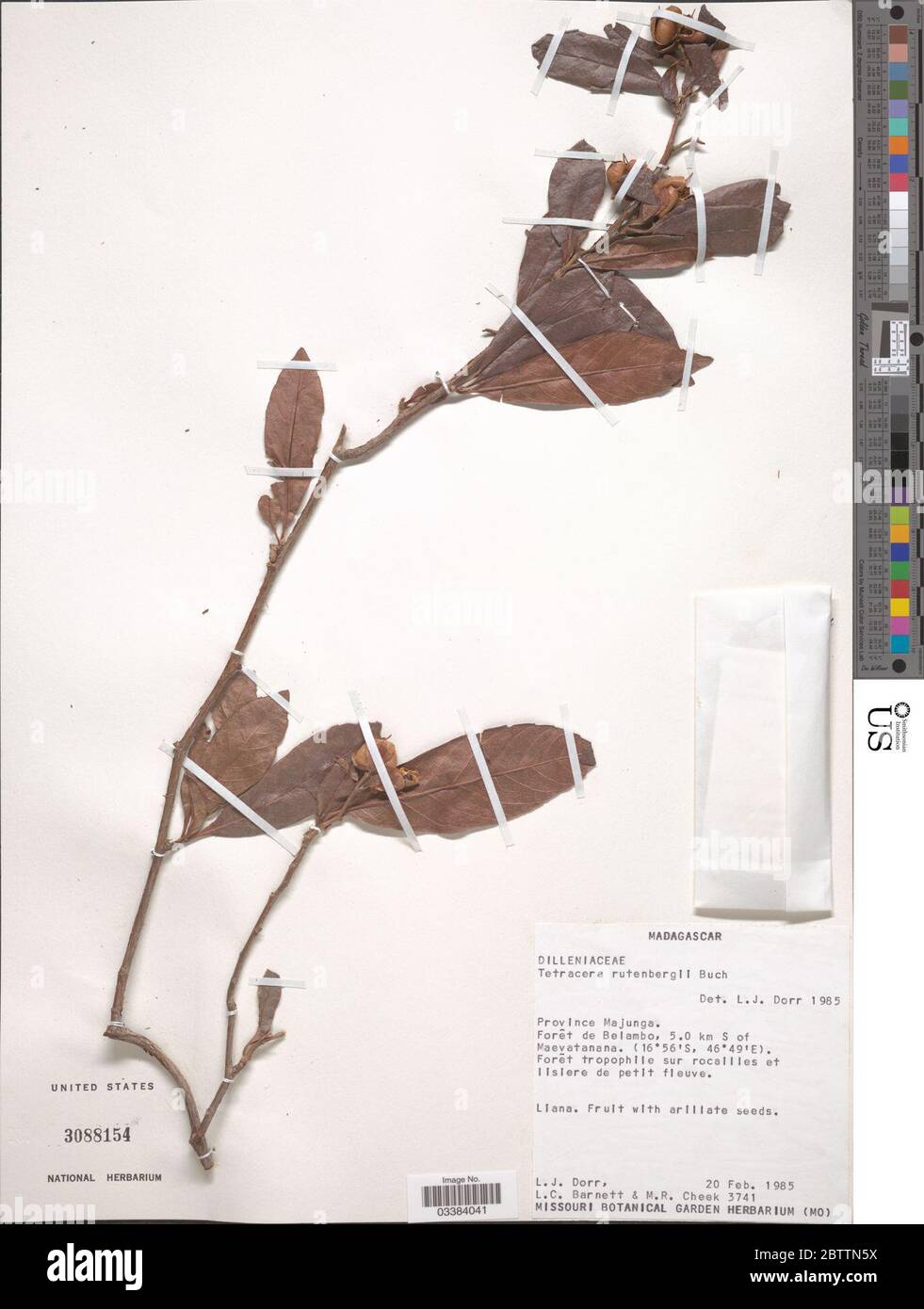 Tetracera rutenbergii Buchenau. Stock Photo
