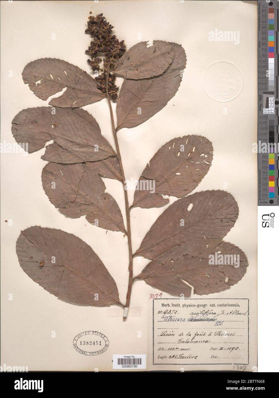 Tetracera sessiliflora Triana Planch. Stock Photo