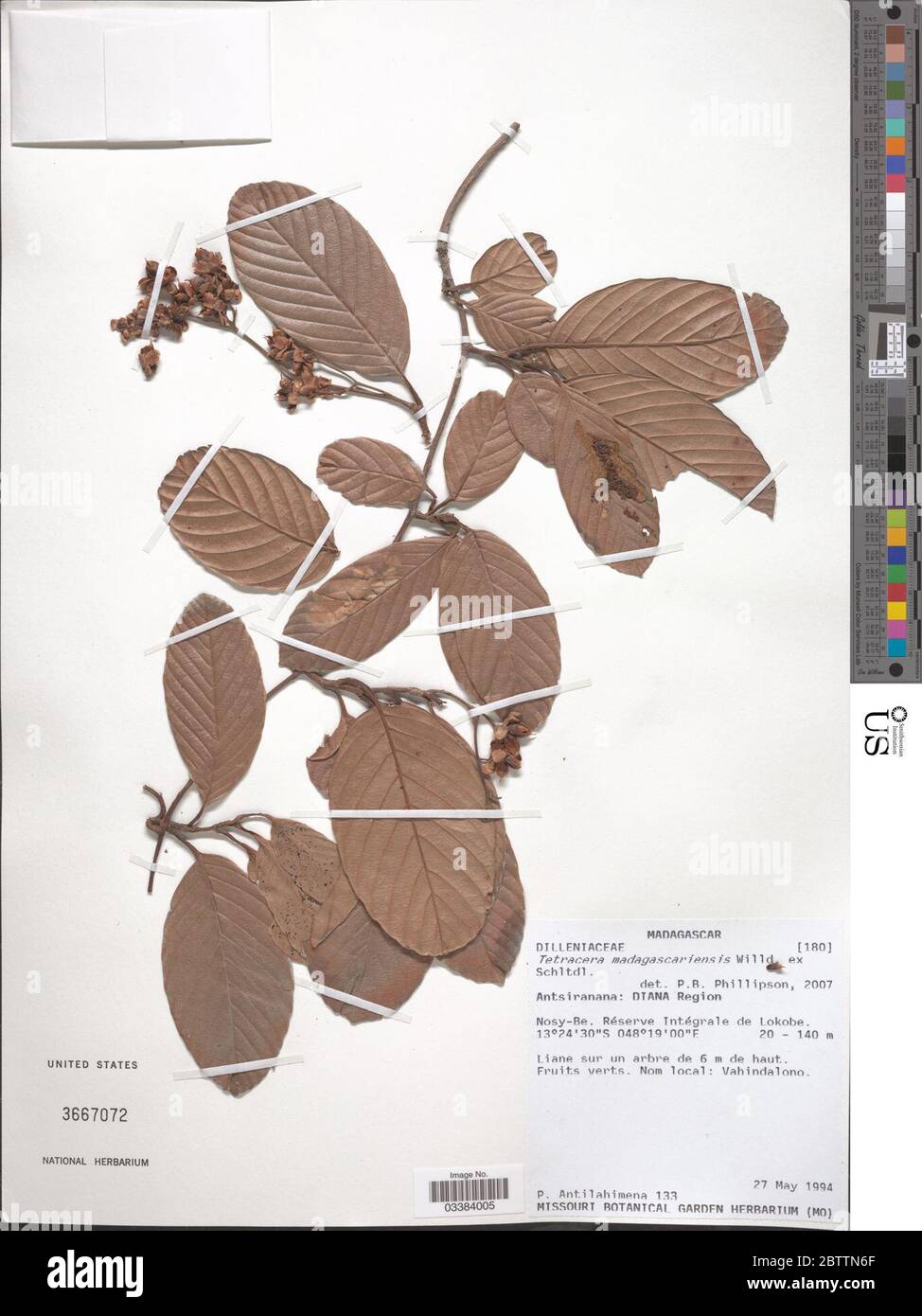 Tetracera madagascariensis Willd ex Schltdl. Stock Photo