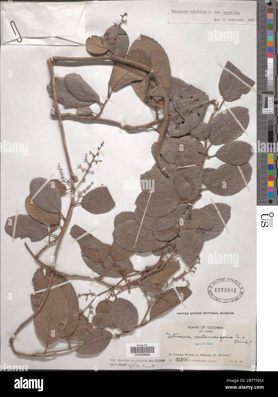 Tetracera volubilis subsp volubilis L. Stock Photo