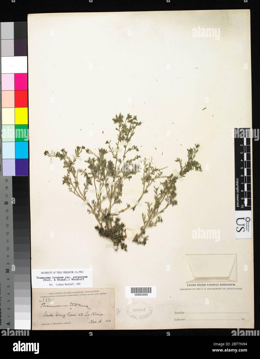 Thamnosma texanum var purpureum Wooton Standl Woodruff. Stock Photo