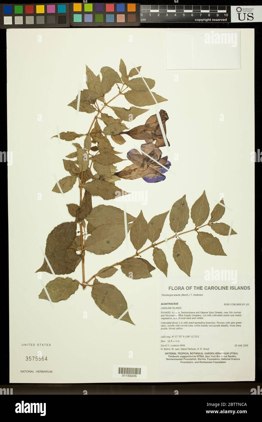 Thunbergia erecta Benth T Anderson. Stock Photo