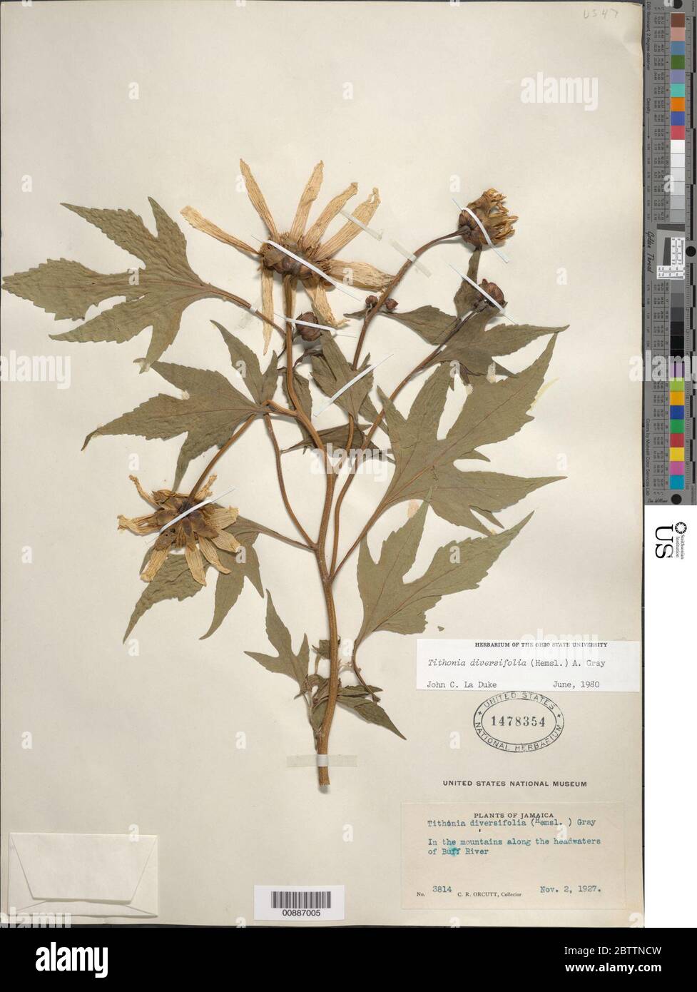 Tithonia diversifolia Hemsl A Gray. Stock Photo