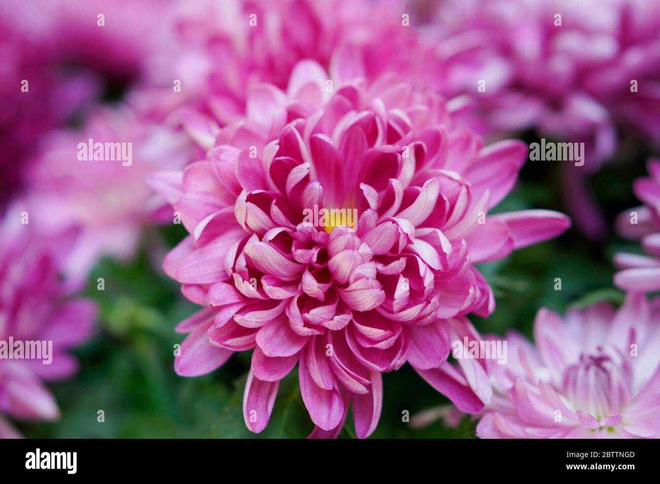 Chrysanthemums High Resolution Stock Photography and Images - Alamy