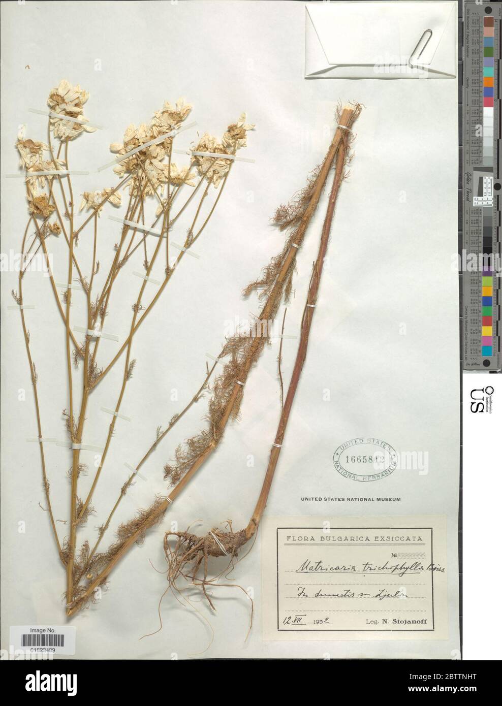 Tripleurospermum tenuifolium. Stock Photo