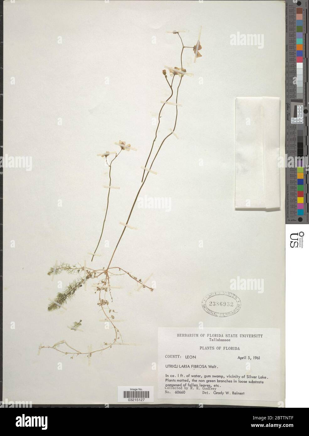 Utricularia gibba L. Stock Photo