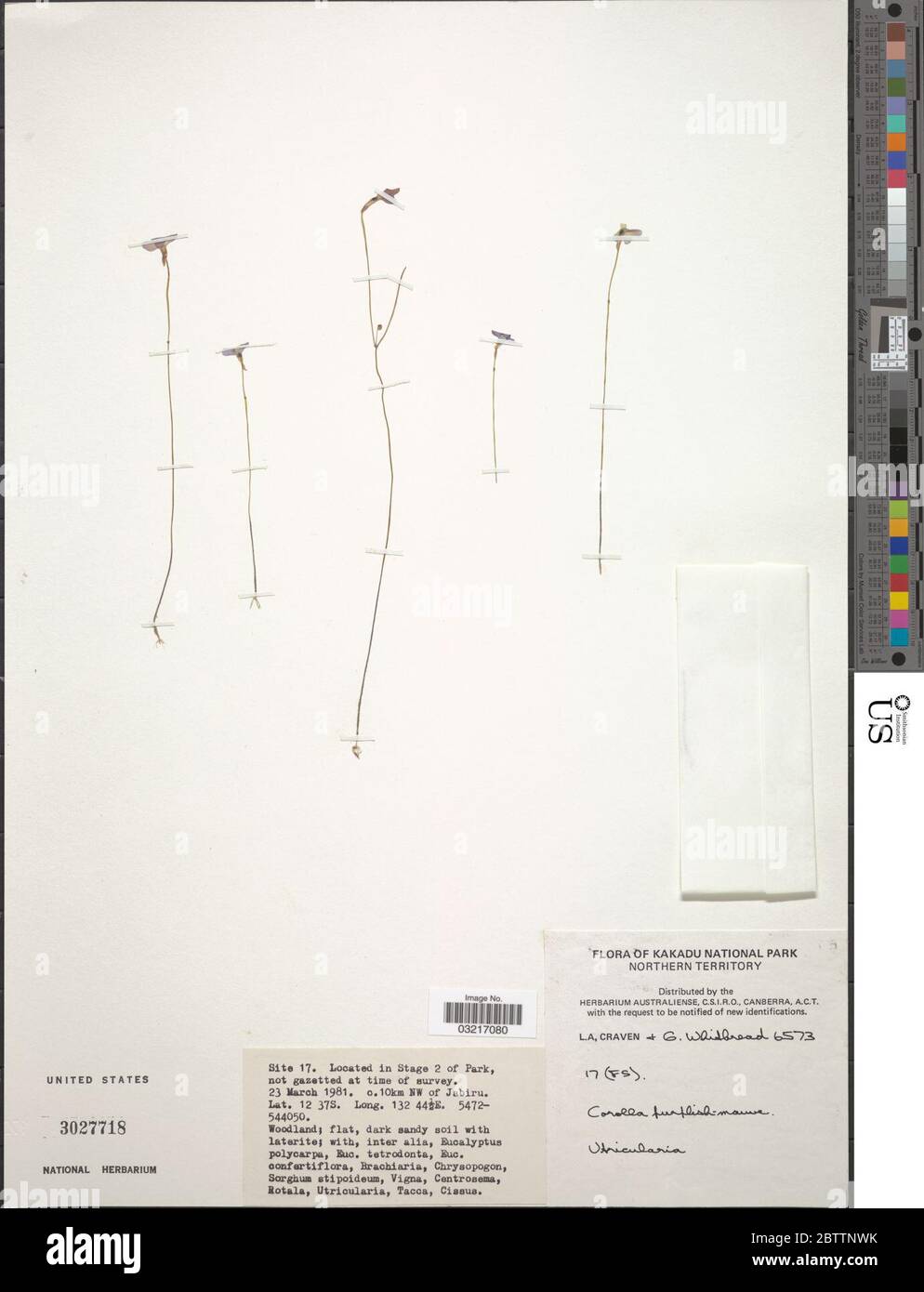 Utricularia sp. Stock Photo
