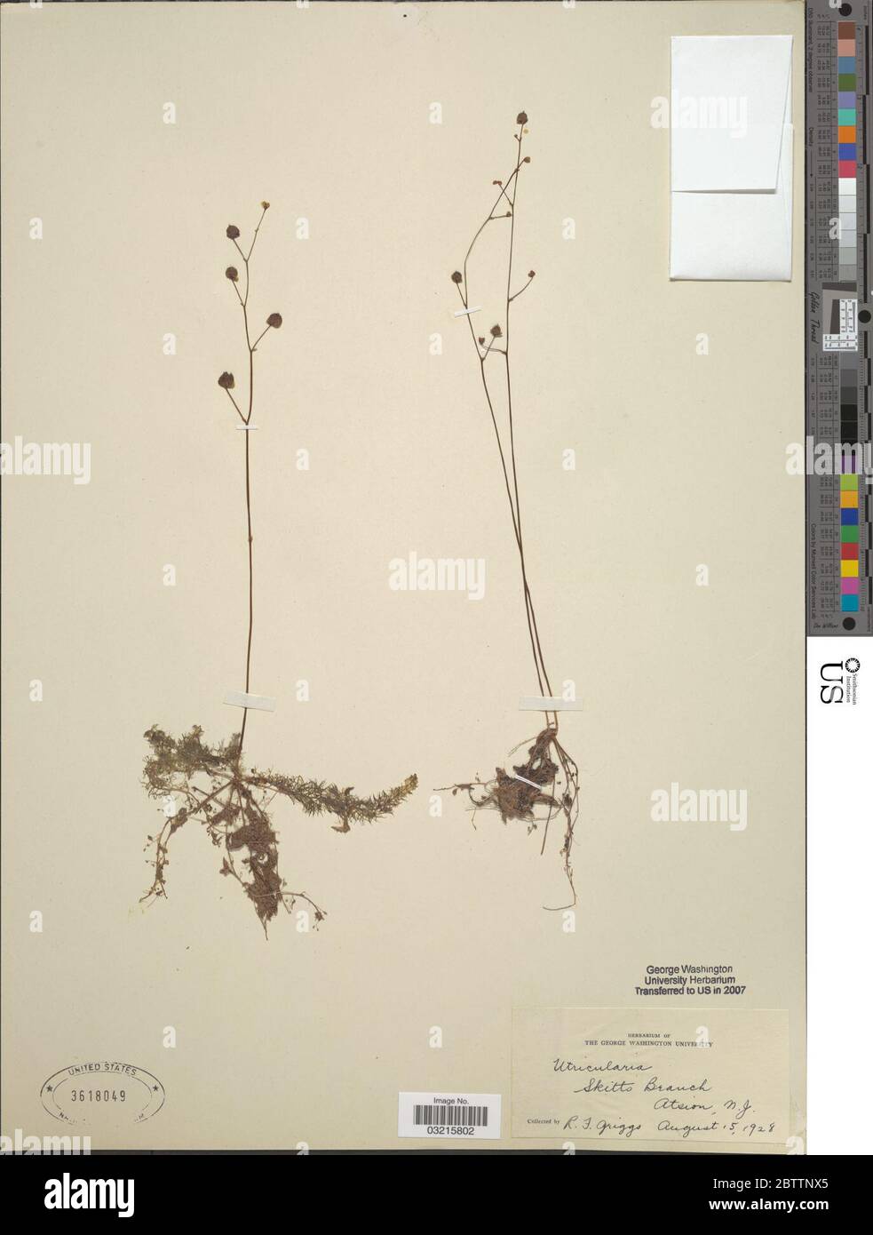 Utricularia sp. Stock Photo