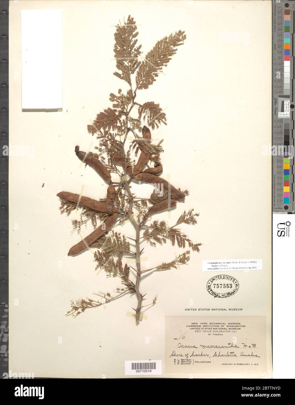 Vachellia macracantha Humb Bonpl ex Willd Seigler Ebinger. Stock Photo