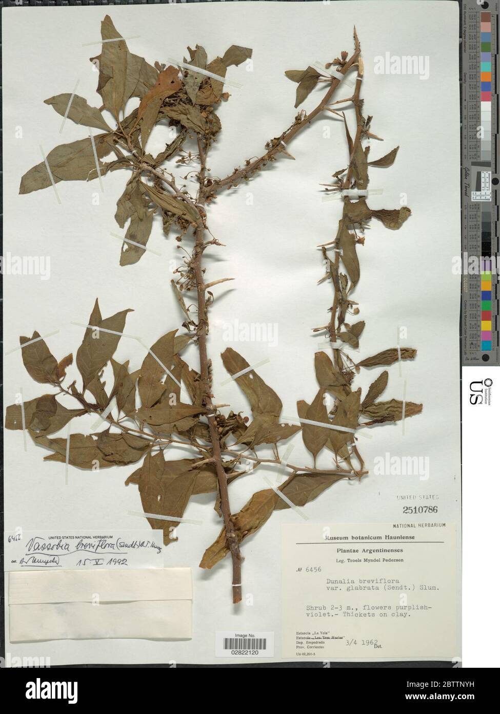 Vassobia breviflora Sendt Hunz. Stock Photo