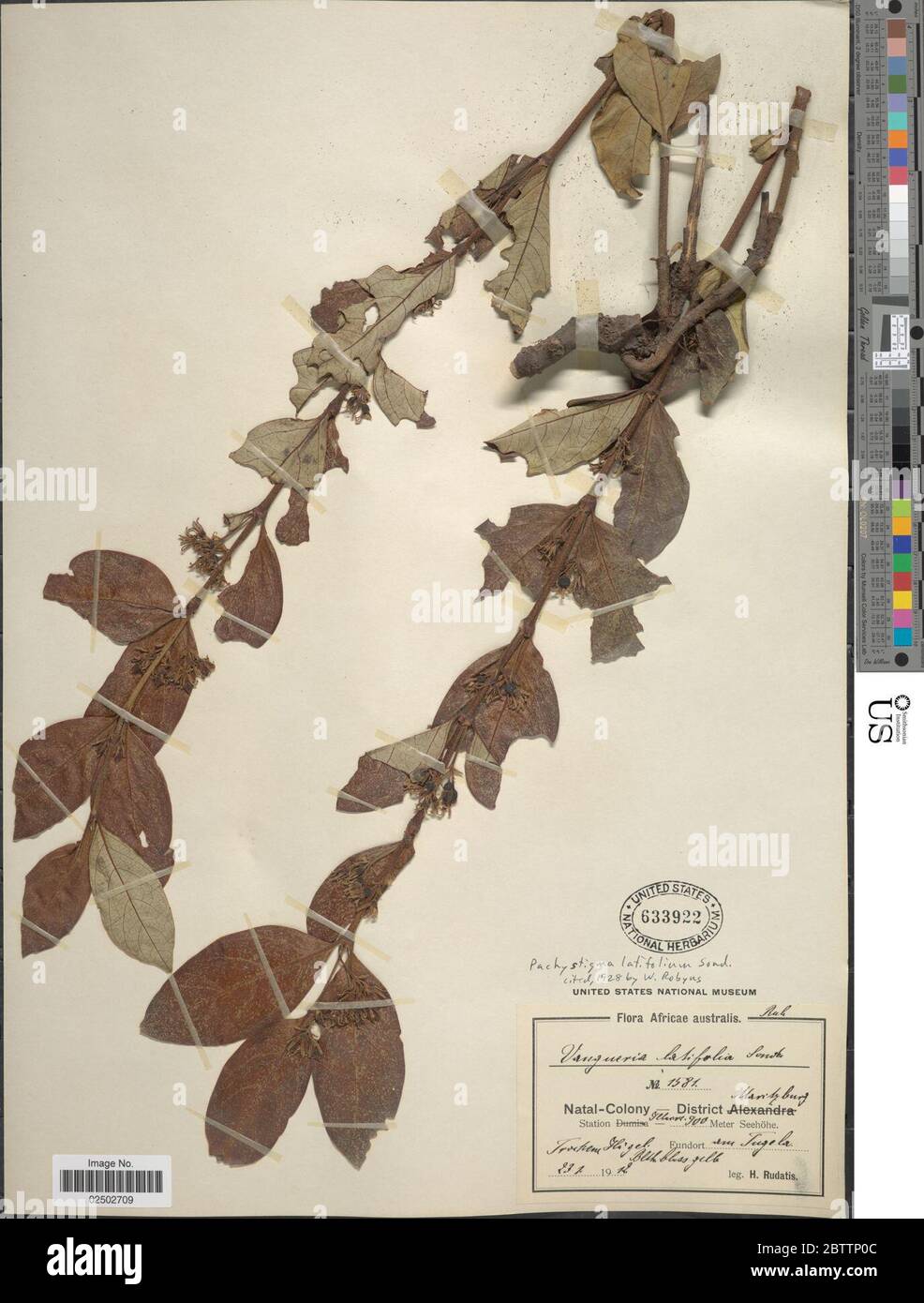 Vangueria latifolia Sonder. Stock Photo