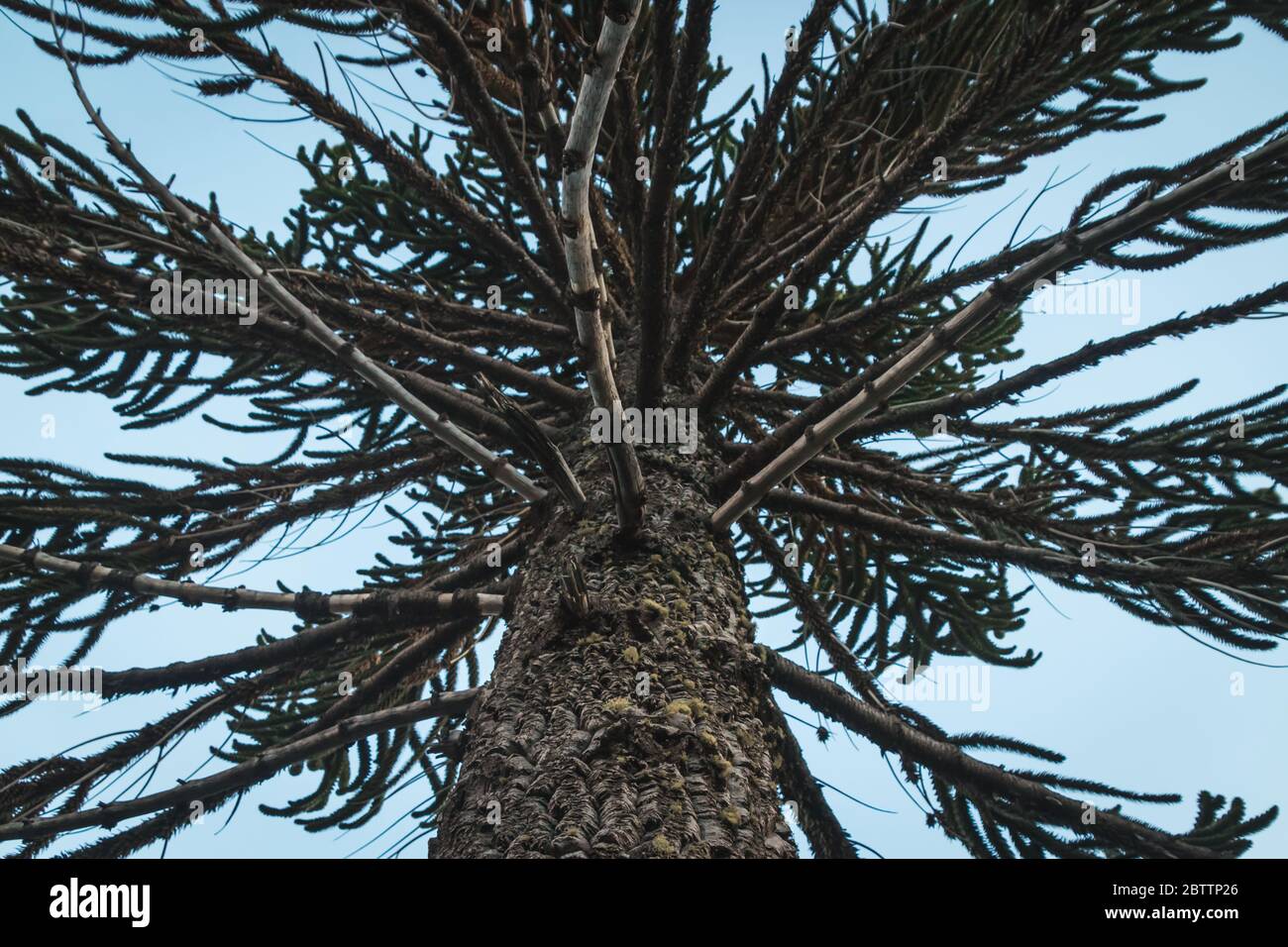 Araucarian Araucana, native tree in Chile Stock Photo