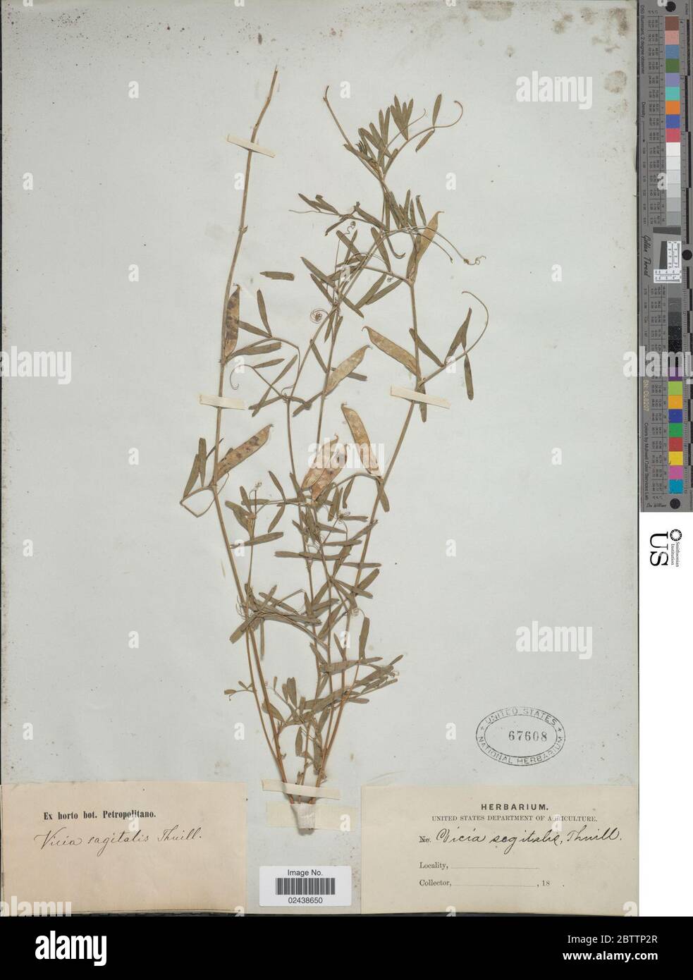 Vicia angustifolia L. Stock Photo