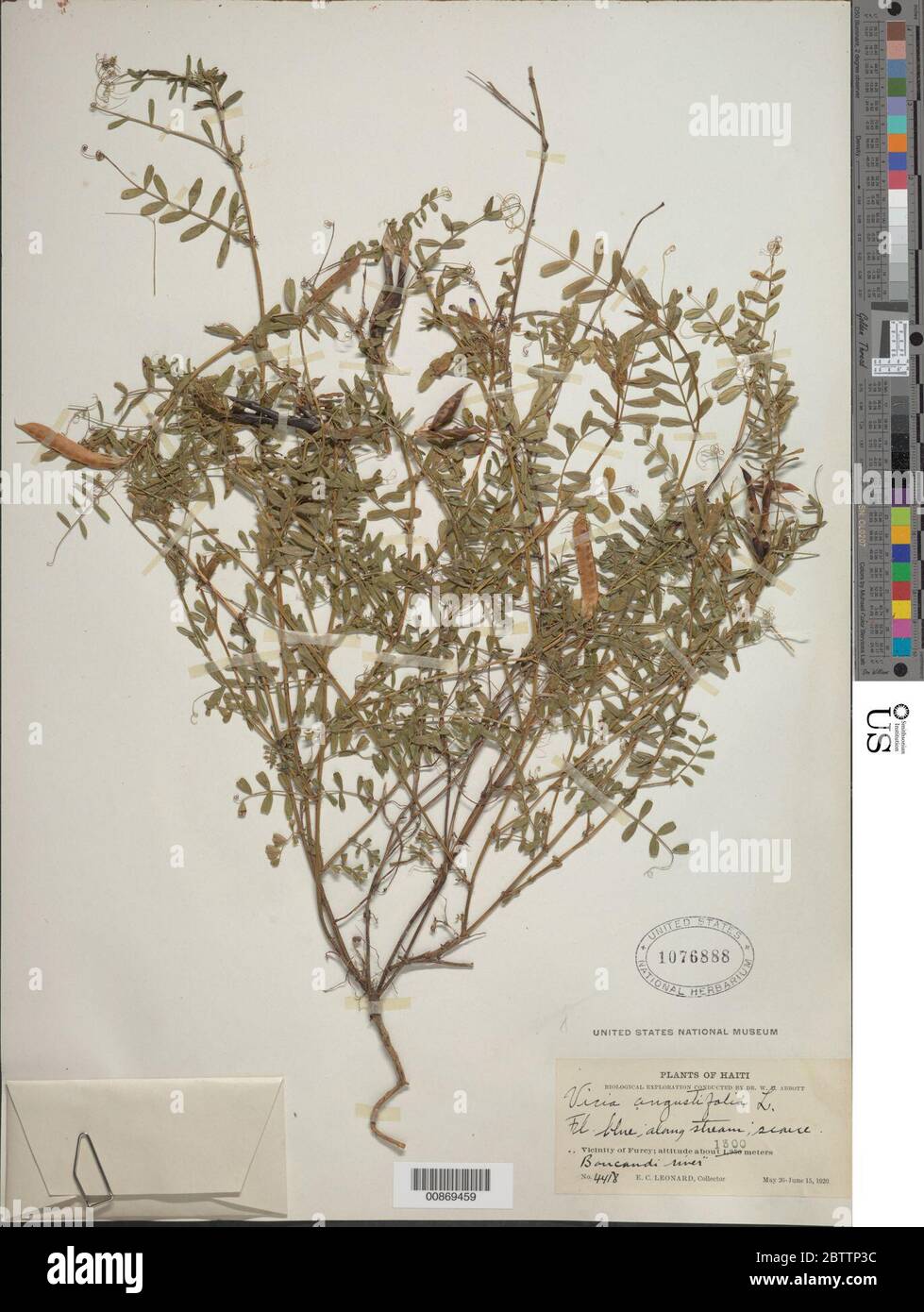 Vicia angustifolia L. Stock Photo