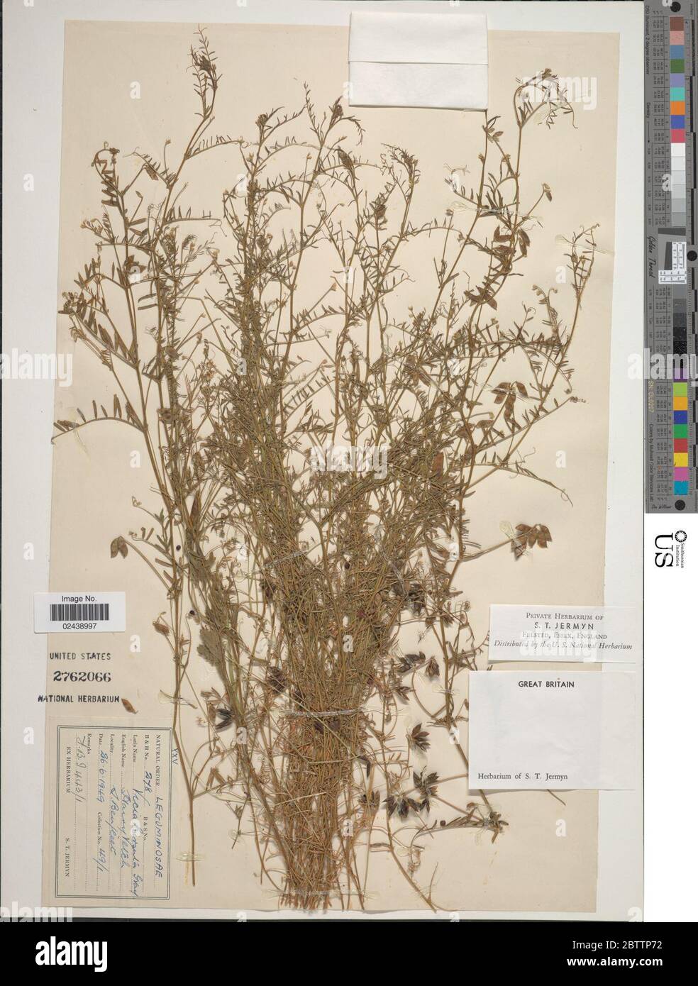 Vicia hirsuta L A Gray. Stock Photo