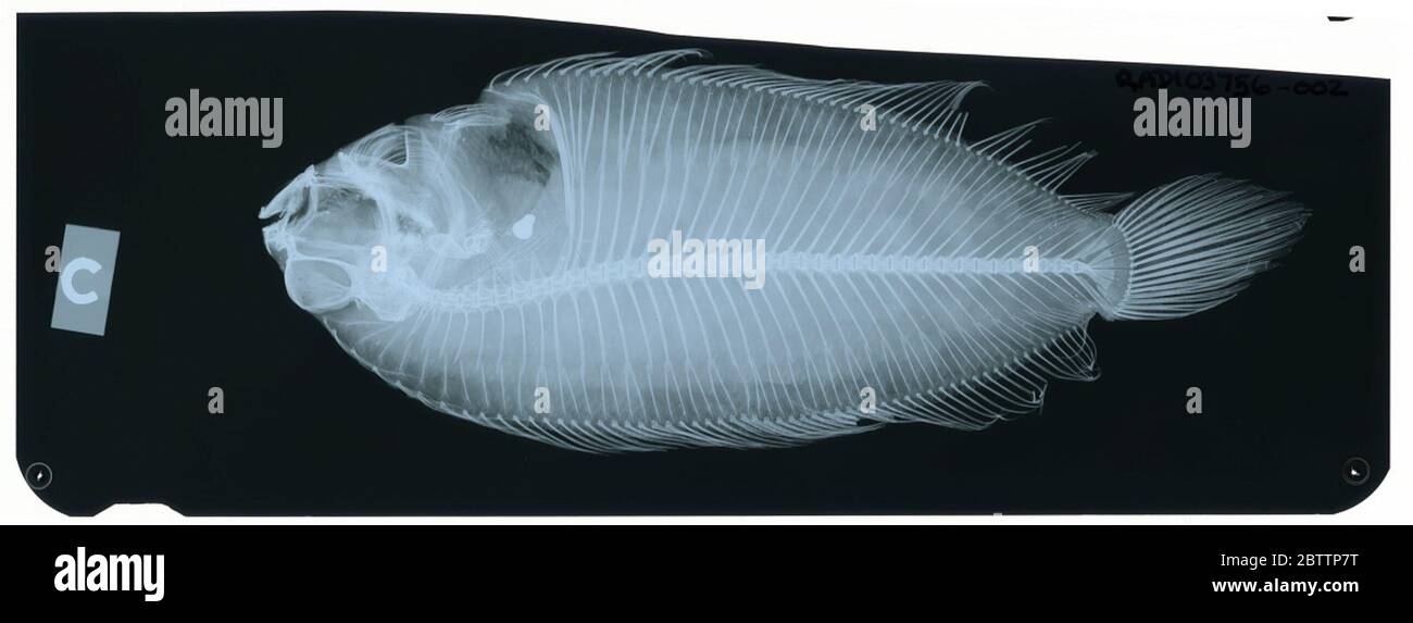 Alaeops plinthus. Radiograph is of a type; The Smithsonian NMNH Division of Fishes uses the convention of maintaining the original species name for type specimens designated at the time of description. The currently accepted name for this species is Poecilopsetta plinthus.29 Oct 2018D. 37084 Stock Photo