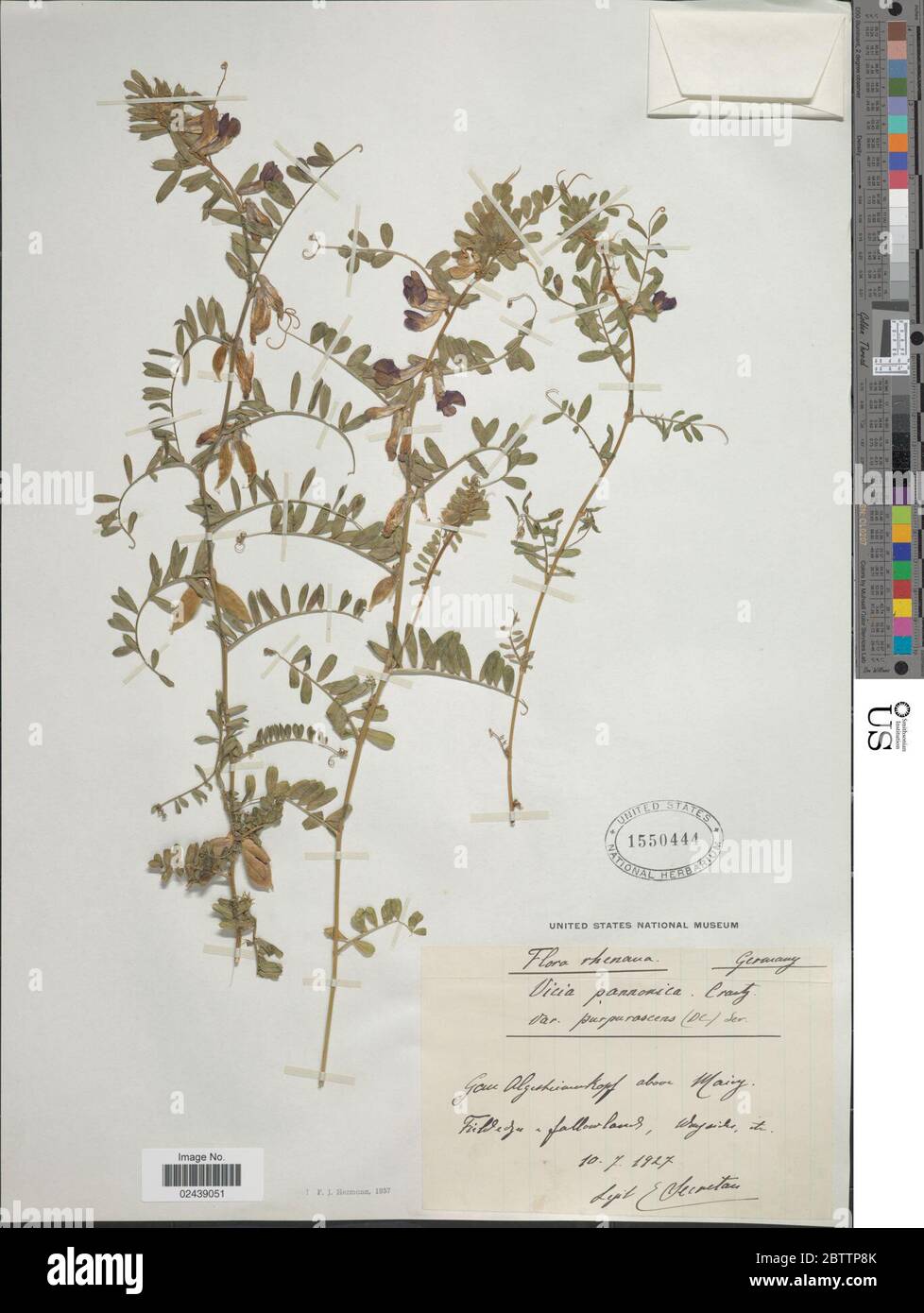 Vicia pannonica Crantz. Stock Photo