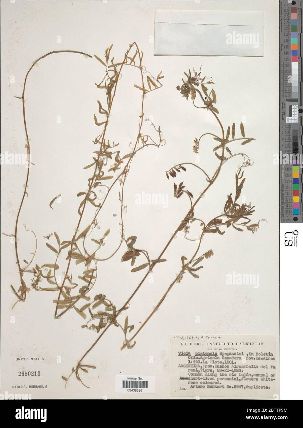 Vicia platensis Speg. Stock Photo
