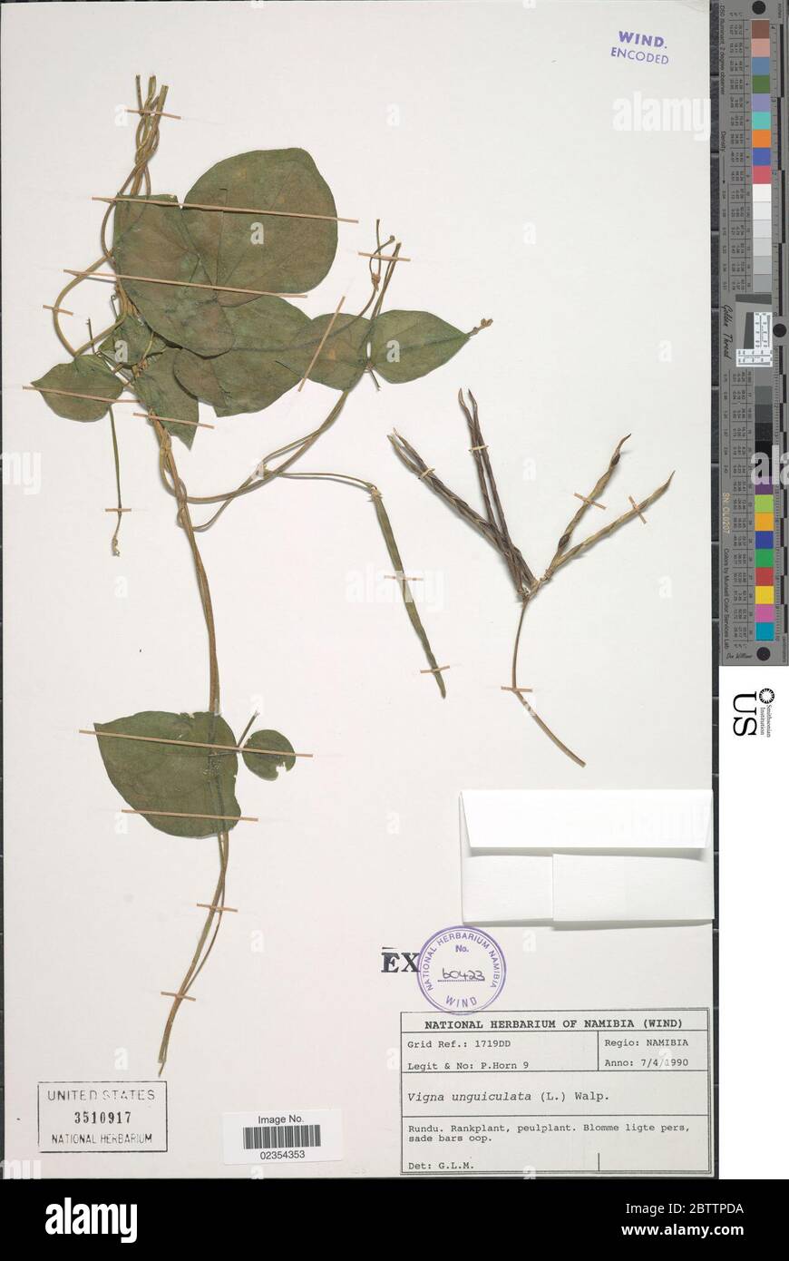 Vigna unguiculata L Walp. Stock Photo