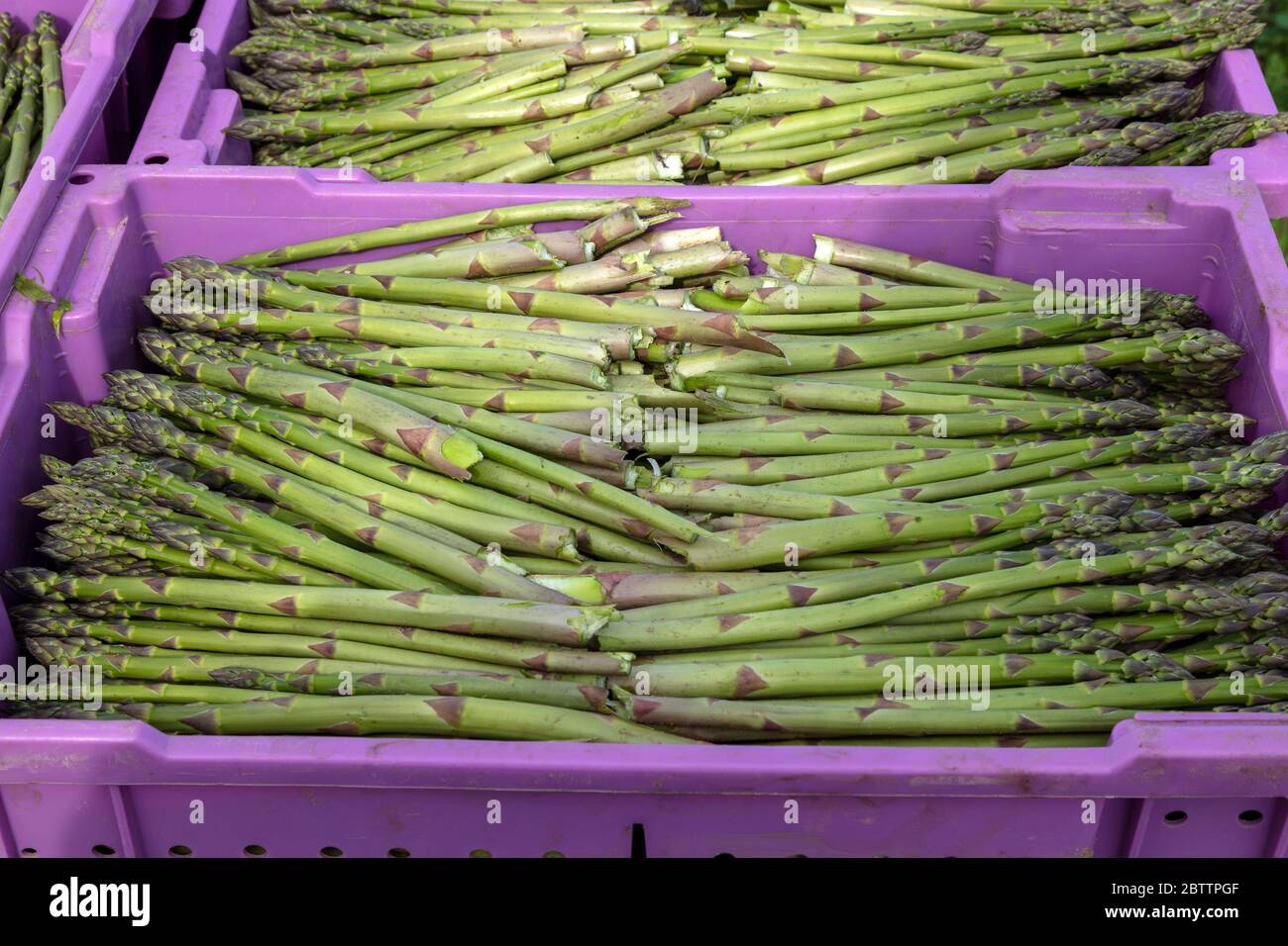 Asparagus (Asparagus officinalis), Spring harvest, SW Michigan, USA, by ...