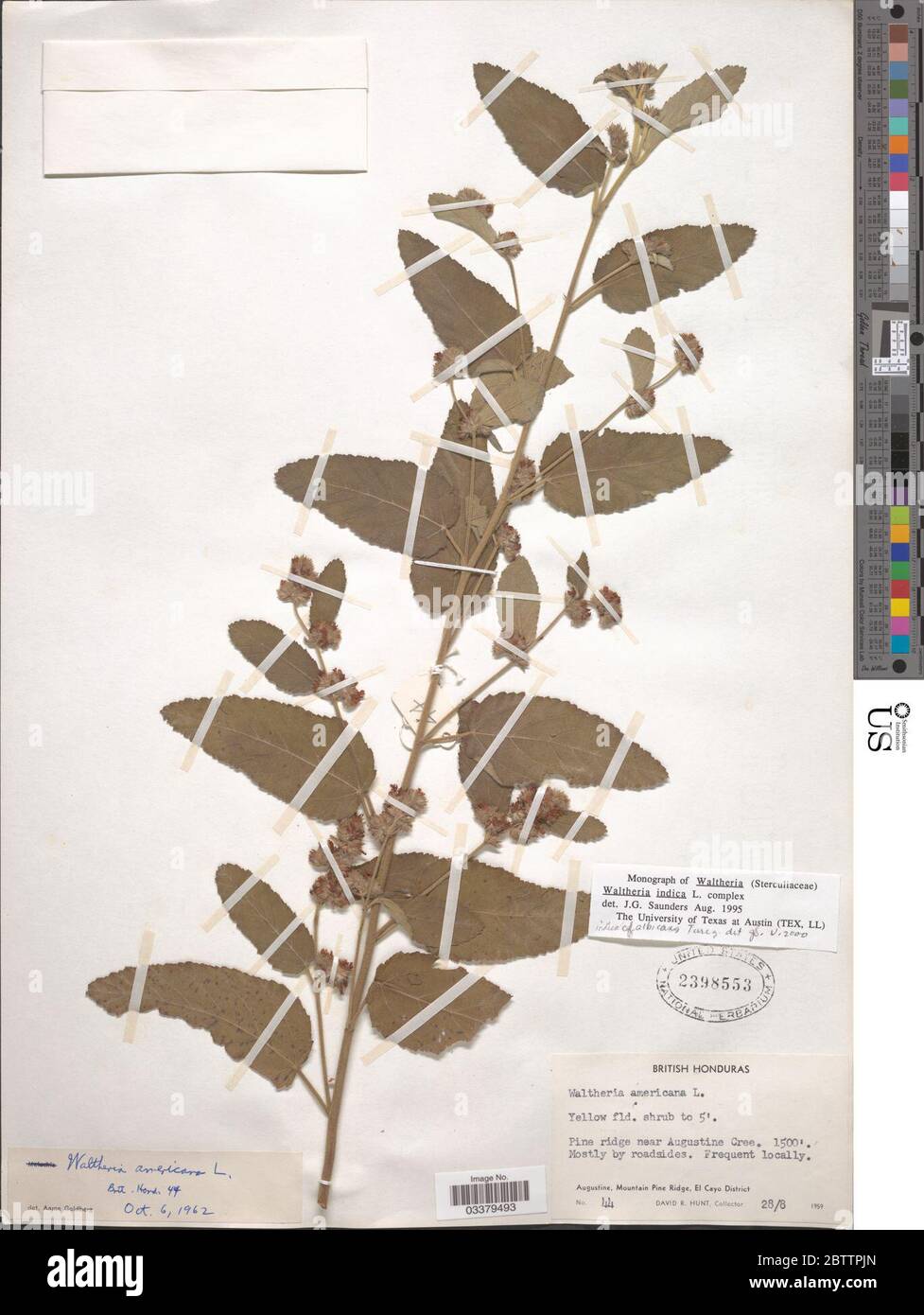 Waltheria indica L. Stock Photo