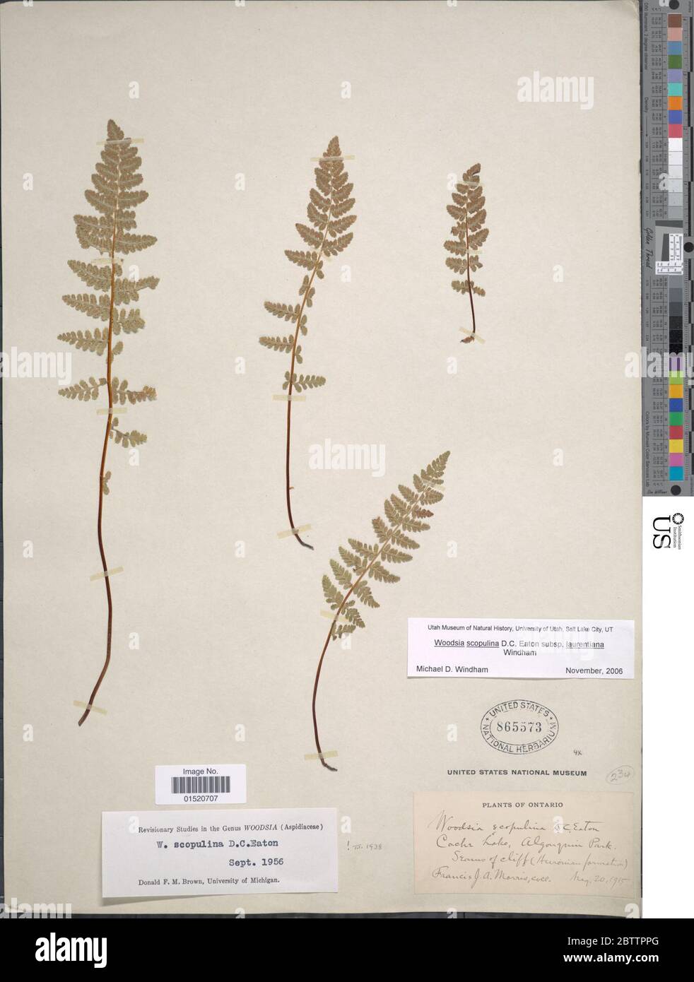 Woodsia scopulina subsp laurentiana Windham. Stock Photo