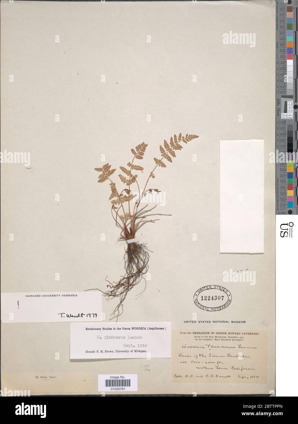 Woodsia plummerae Lemmon. Stock Photo
