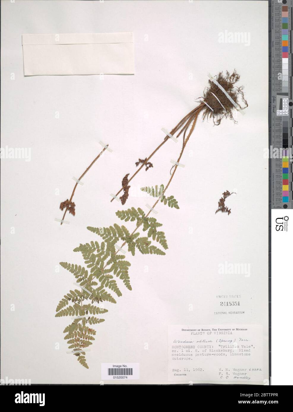 Woodsia obtusa Spreng Torr. Stock Photo