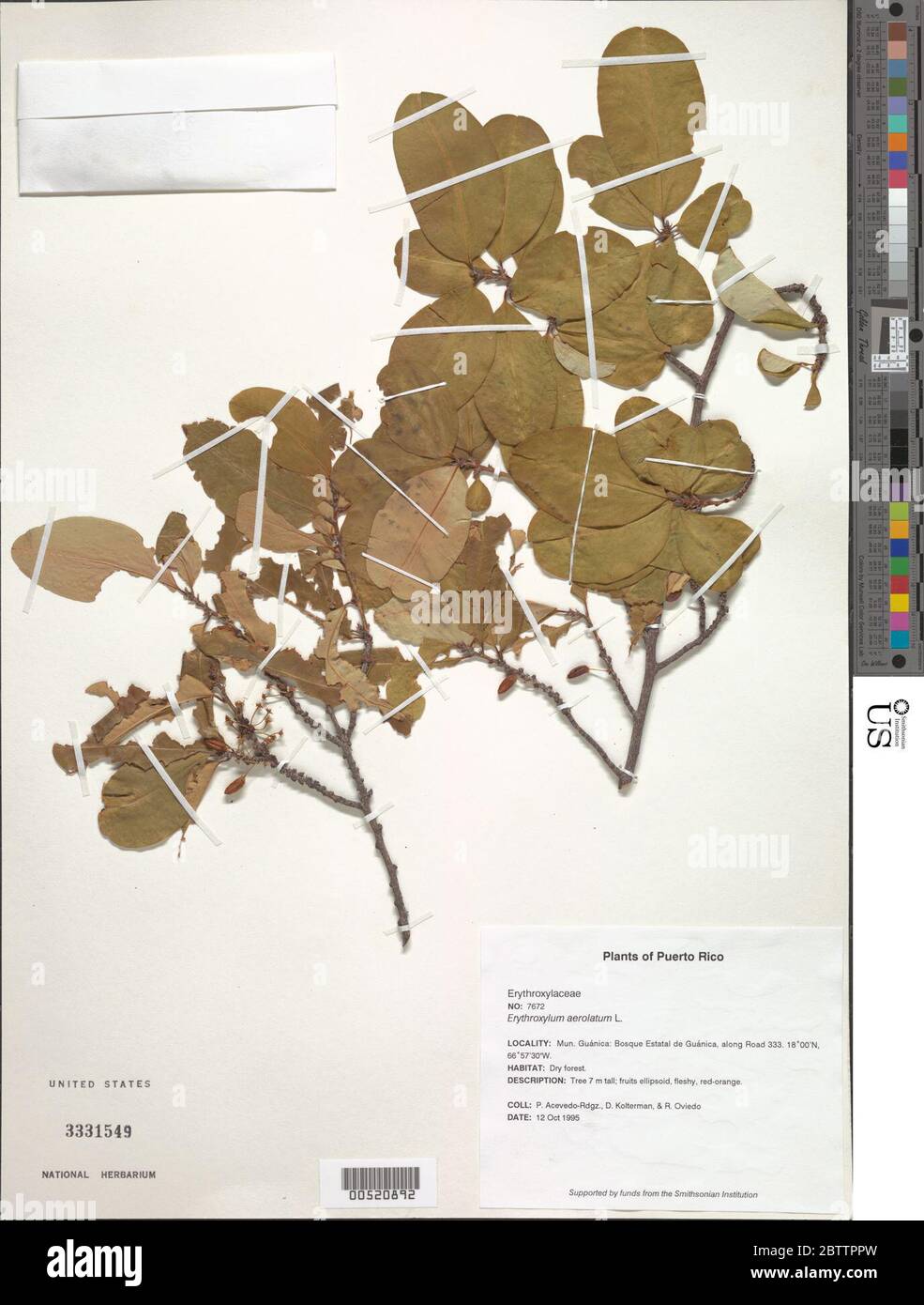 Xylosma ilicifolia Northr. Stock Photo