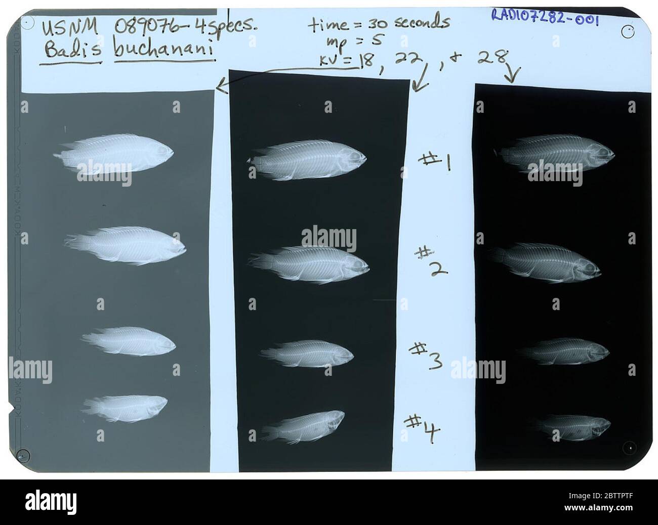 Badis buchanani. 4 specs. x-rayed for v.g. springer nov/2002. Otoliths dissected out by Dirk Nolf, IRSNB, 2007.9 May 20184 Stock Photo