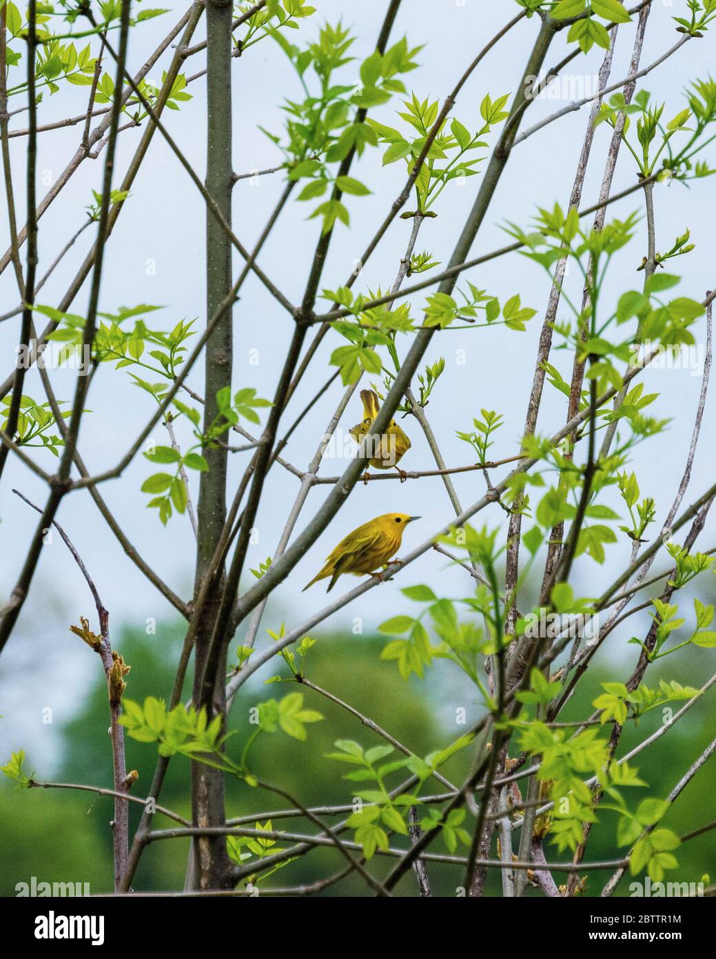 A pair of Yellow Warblers perch in brush on the edge of a meadow. Stock Photo