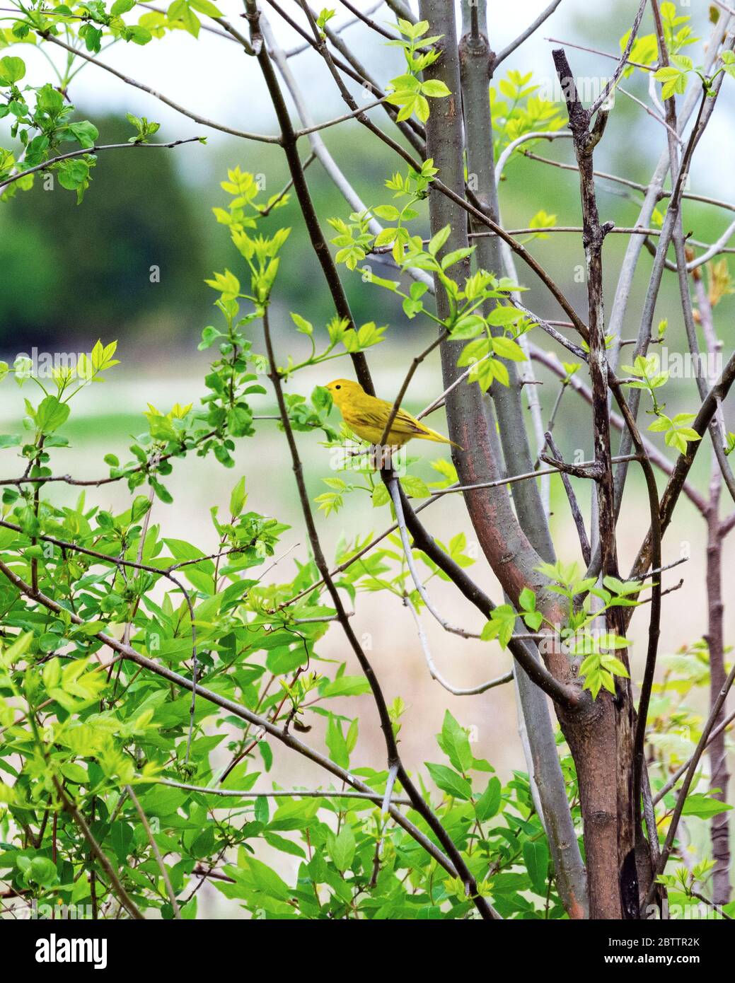 A Yellow Warbler sits perched on a branch amonst brush along the edge of a meadow. Stock Photo