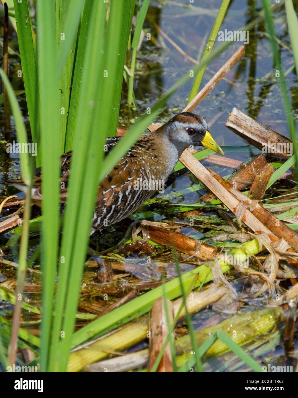 A Sora rail tip toes through the reeds on a spring day. Stock Photo
