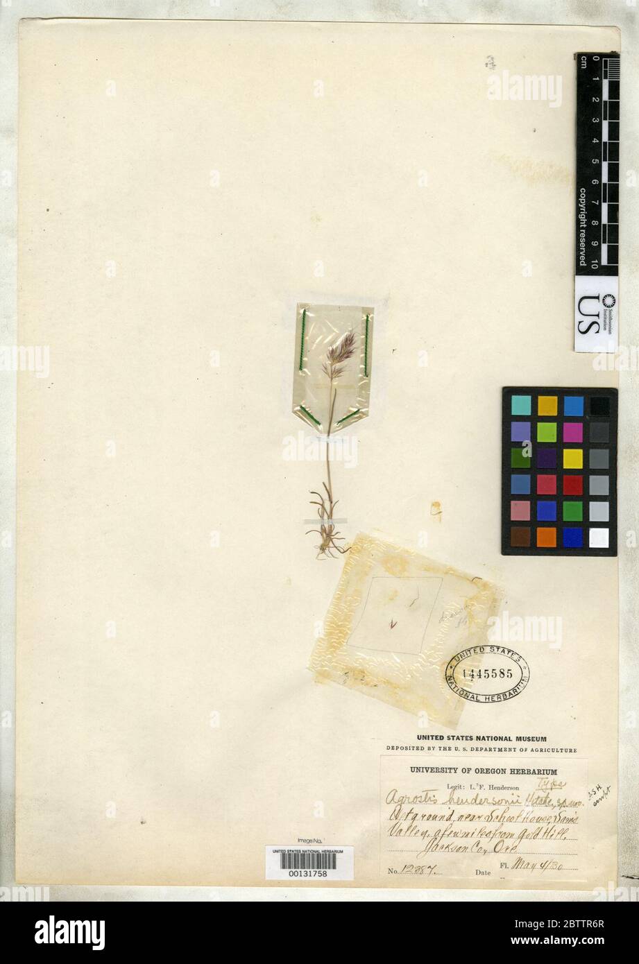 Agrostis hendersonii Hitchc. Stock Photo