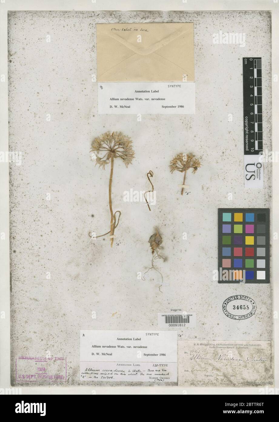 Allium nevadense S Watson in C King. Stock Photo