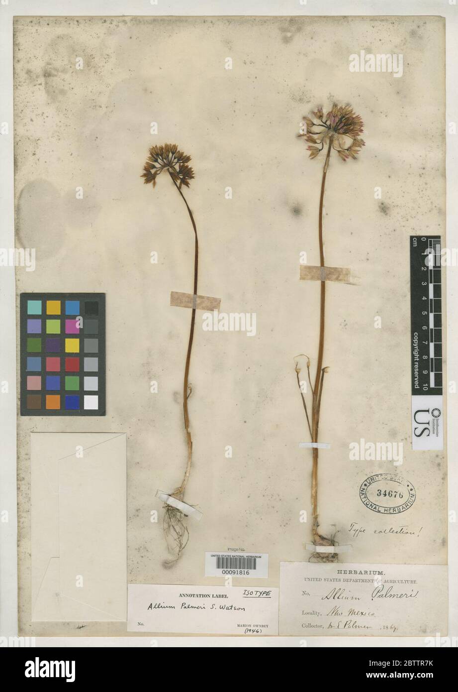 Allium palmeri S Watson in C King. Stock Photo